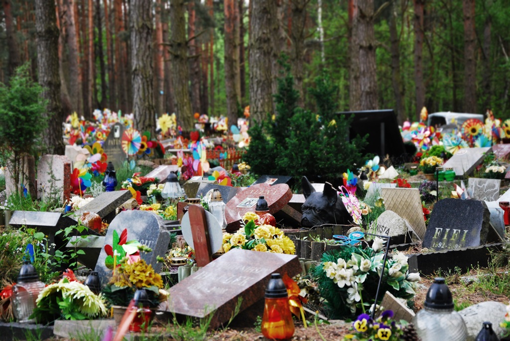 Za T czowym Mostem Cmentarz Dla Zwierz t Psi Los Skomplikowane Za T czowym Mostem Cmentarz Dla Zwierz t Psi Los Skomplikowane