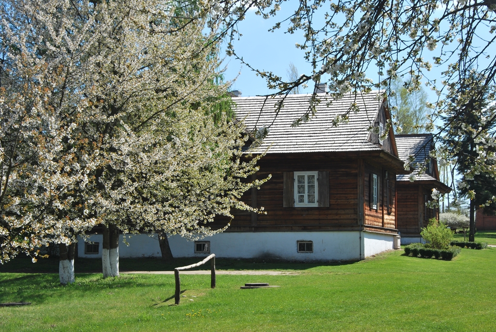 Kwitnące jabłonie na tle drewnianego domu w Muzeum Wsi Kieleckiej.