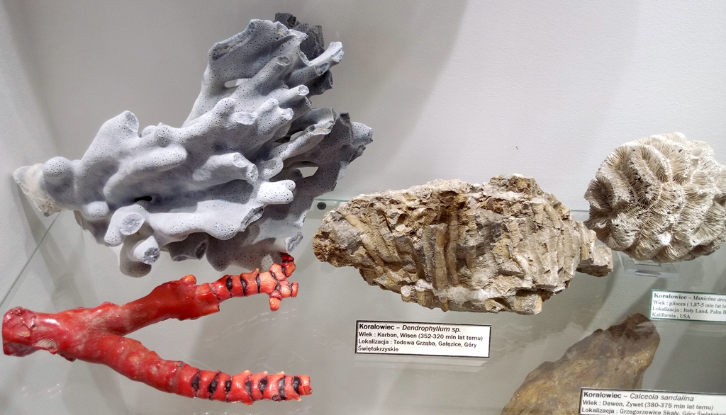 Ekspozycja z różnymi koralowcami w Galerii Tajemnice Klejnotów w Świętokrzyskim Parku Narodowym.