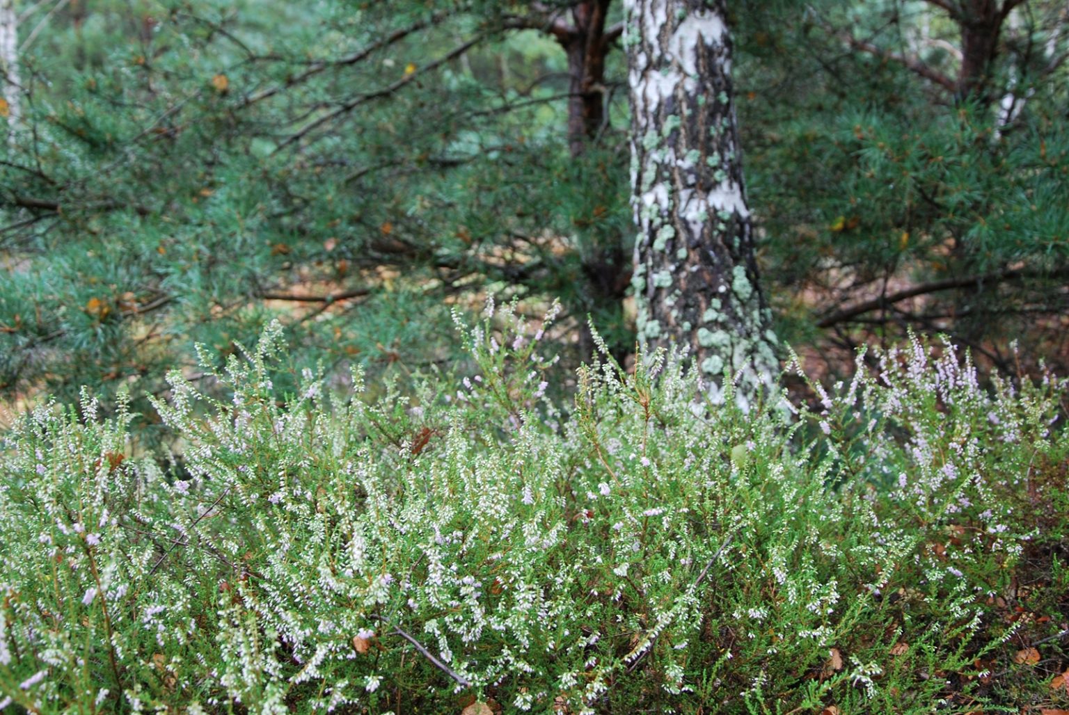Wrzosy w Mostówce prawdopodobnie najpiękniejsze wrzosowisko w Polsce