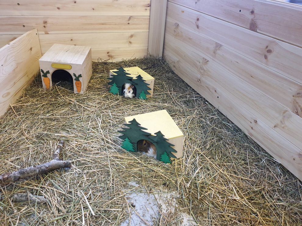 Mini Zoo Warszawa tutaj nawiążesz bezpośredni kontakt ze zwierzętami