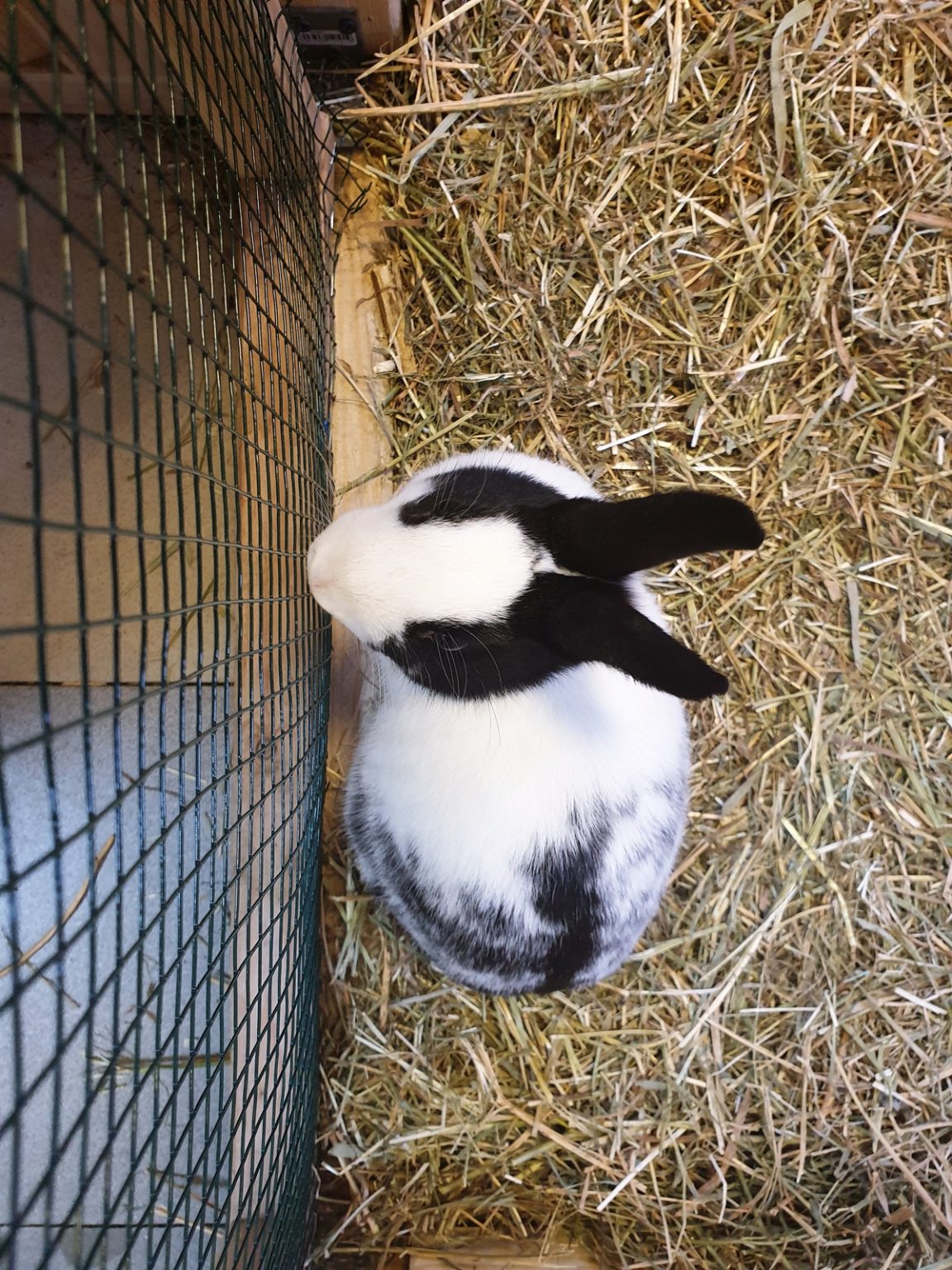 Mini Zoo Warszawa tutaj nawiążesz bezpośredni kontakt ze zwierzętami