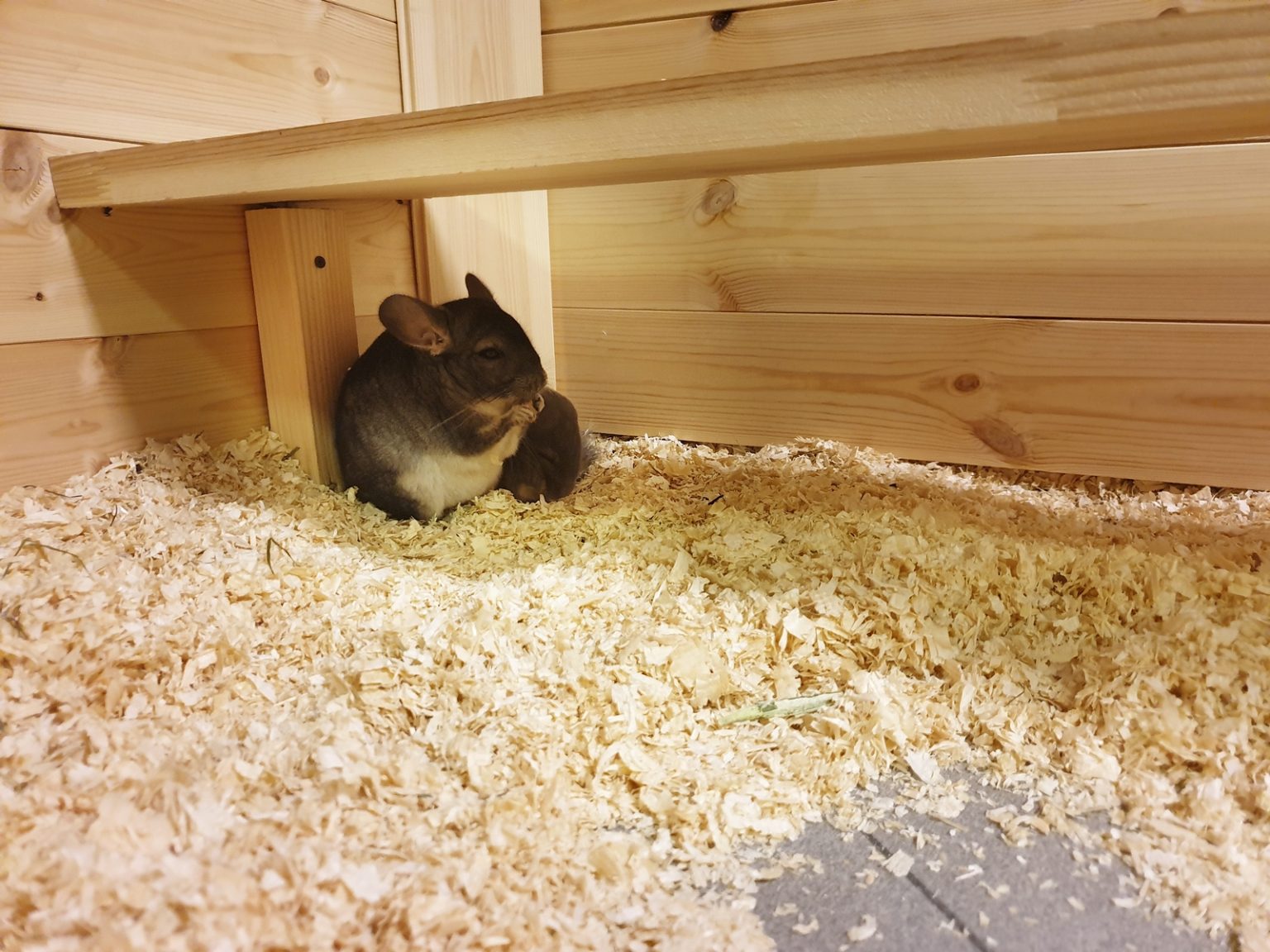 Mini Zoo Warszawa tutaj nawiążesz bezpośredni kontakt ze zwierzętami