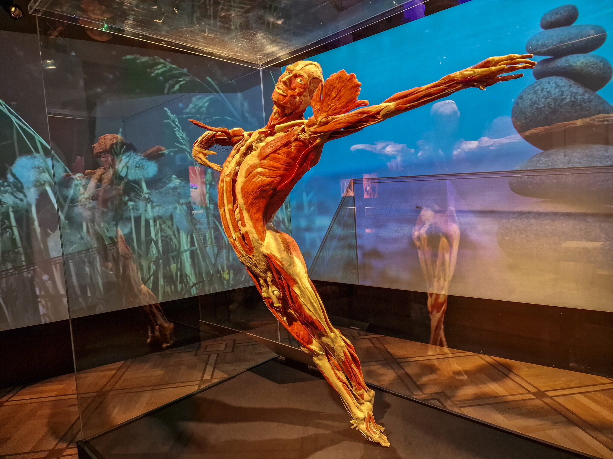 Body Worlds wystawa ludzkich ciał od poczęcia człowieka, aż po jego