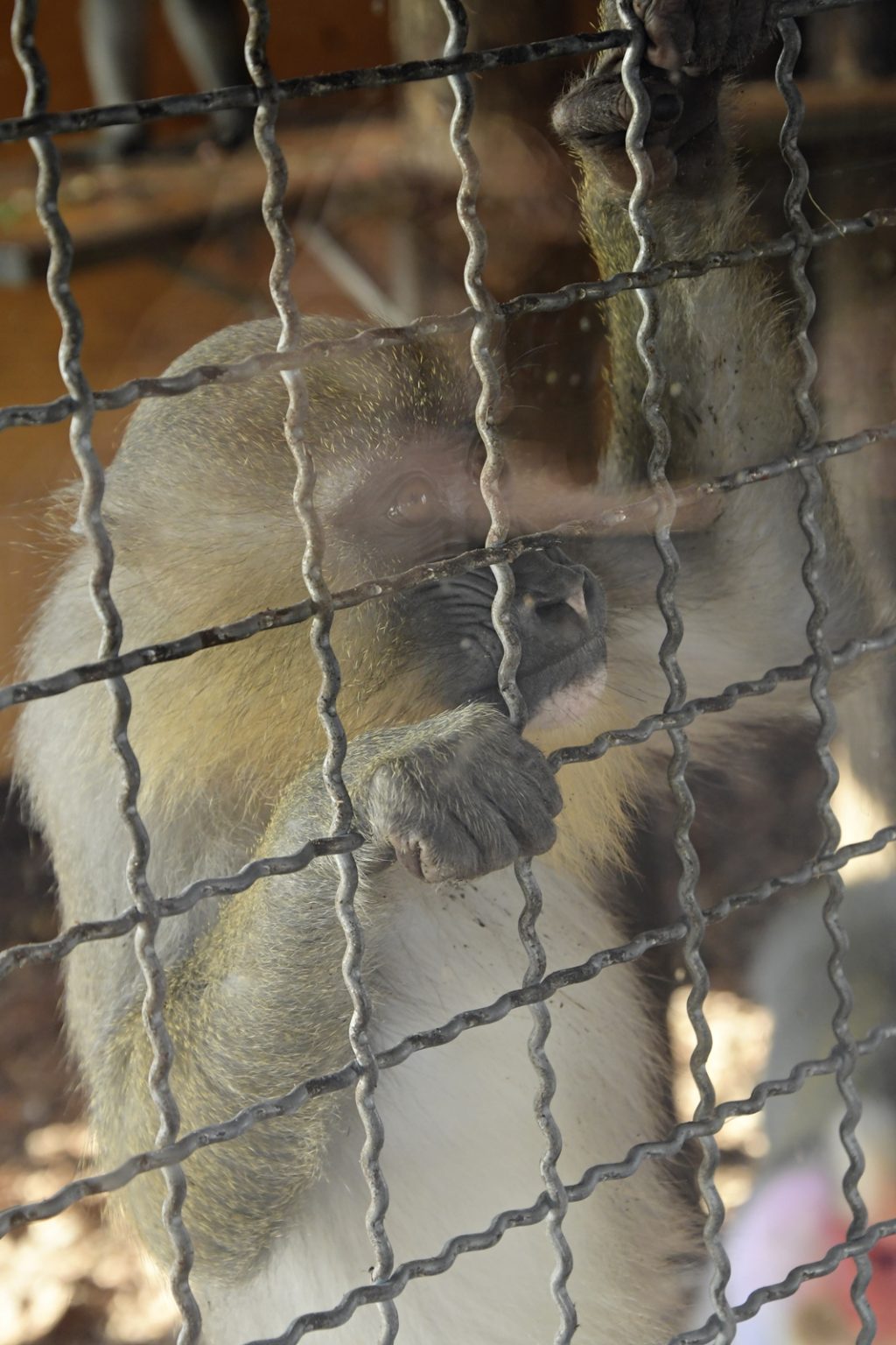 Zoo Safari Borysew - dla osób, którym marzy się zobaczyć białe lwy i ...