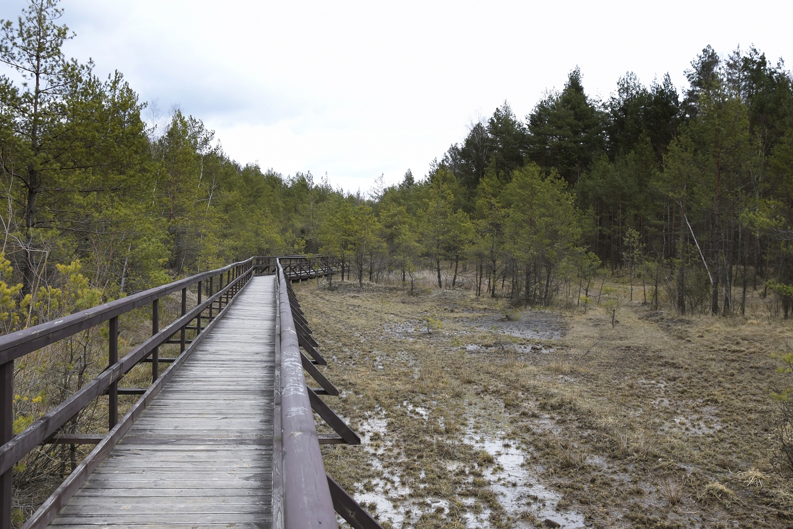 Z prawej strony drewnianego pomostu tworzącego długą ścieżkę - ciągnie się częściowo zalesione bagno.