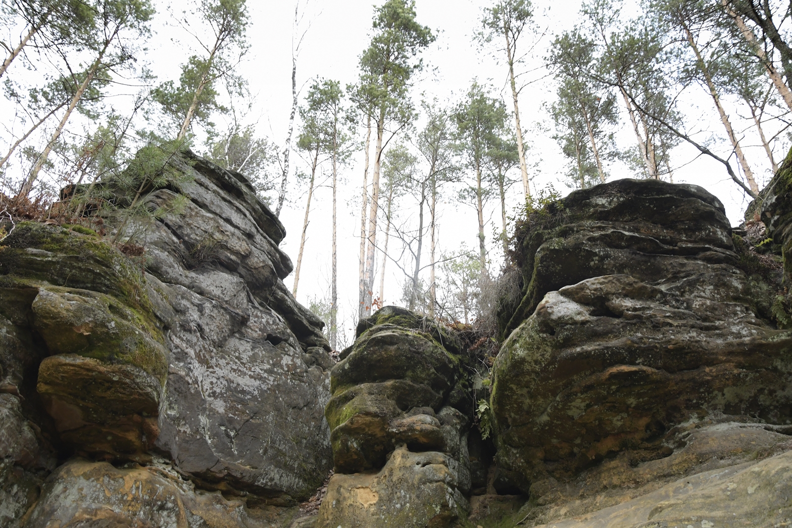 Majestatyczne skały w kształcie grzybów, widziane od dołu, nad nimi strzeliste sosny.
