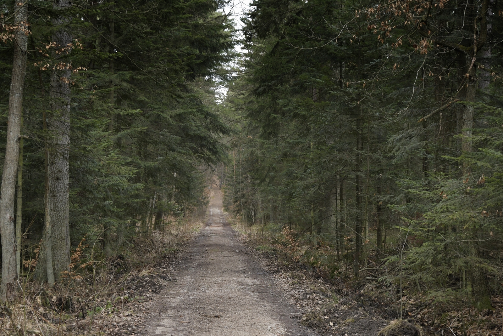 Ścieżka prowadząca przez gęsty jodłowy las w rezerwacie Skałki Piekło pod Niekłaniem.