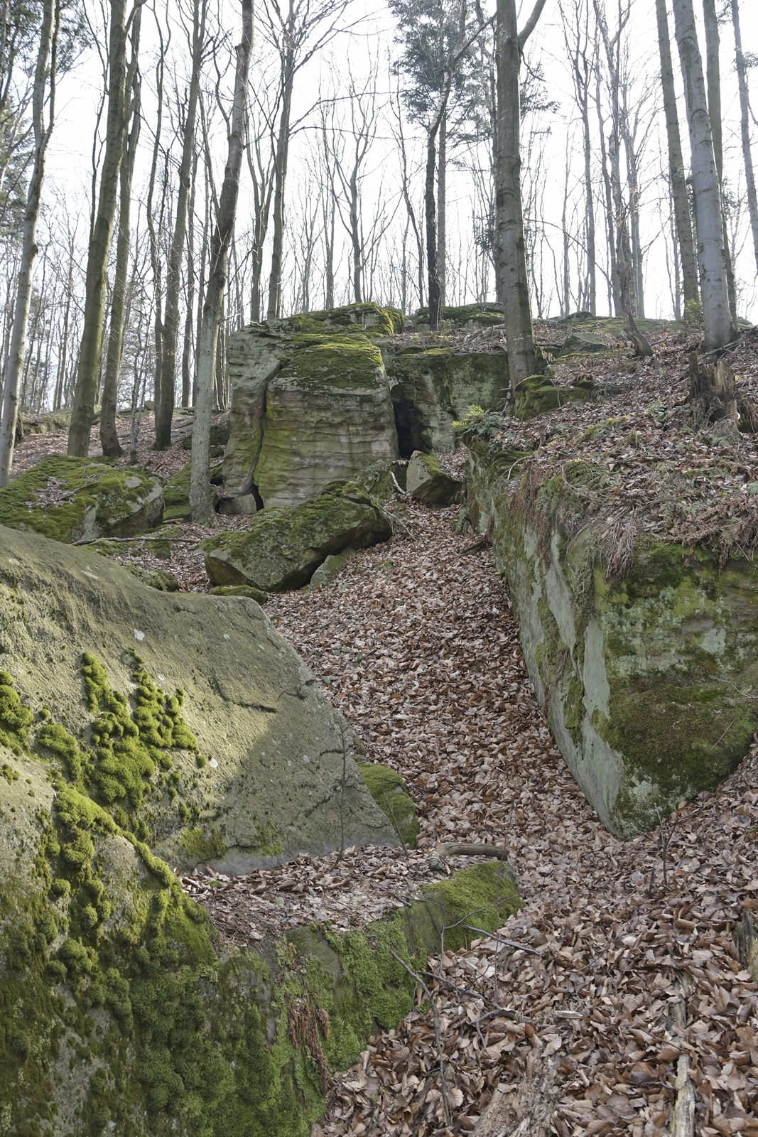 Poprzecinane poziomymi pręgami skały w Bukowej Górze, pokryte mchem, z drzewami przy szczycie.