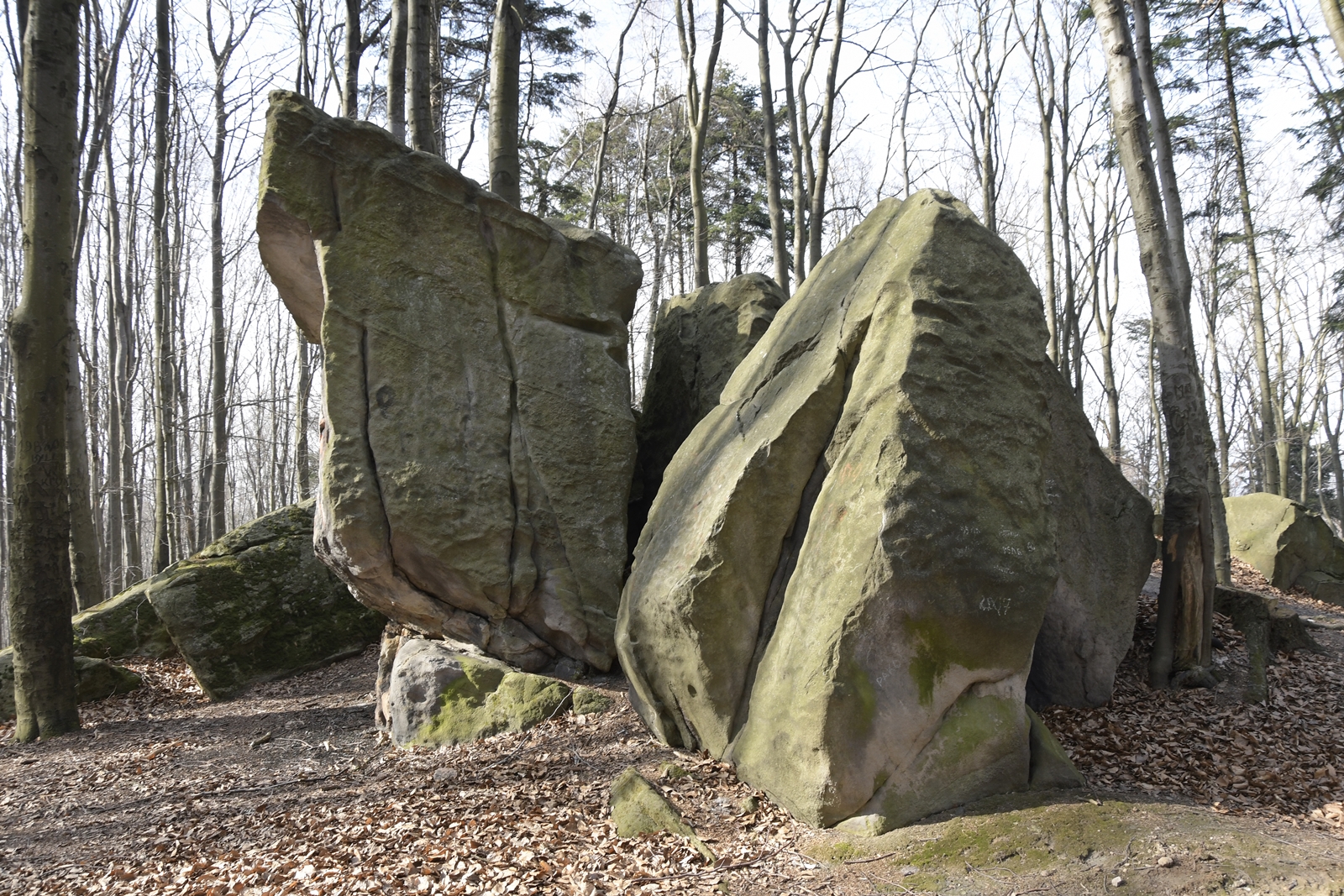 Dwie wysokie skały na szczycie Bukowej Góry przypominają nieco skałę z filmu "Król Lew".