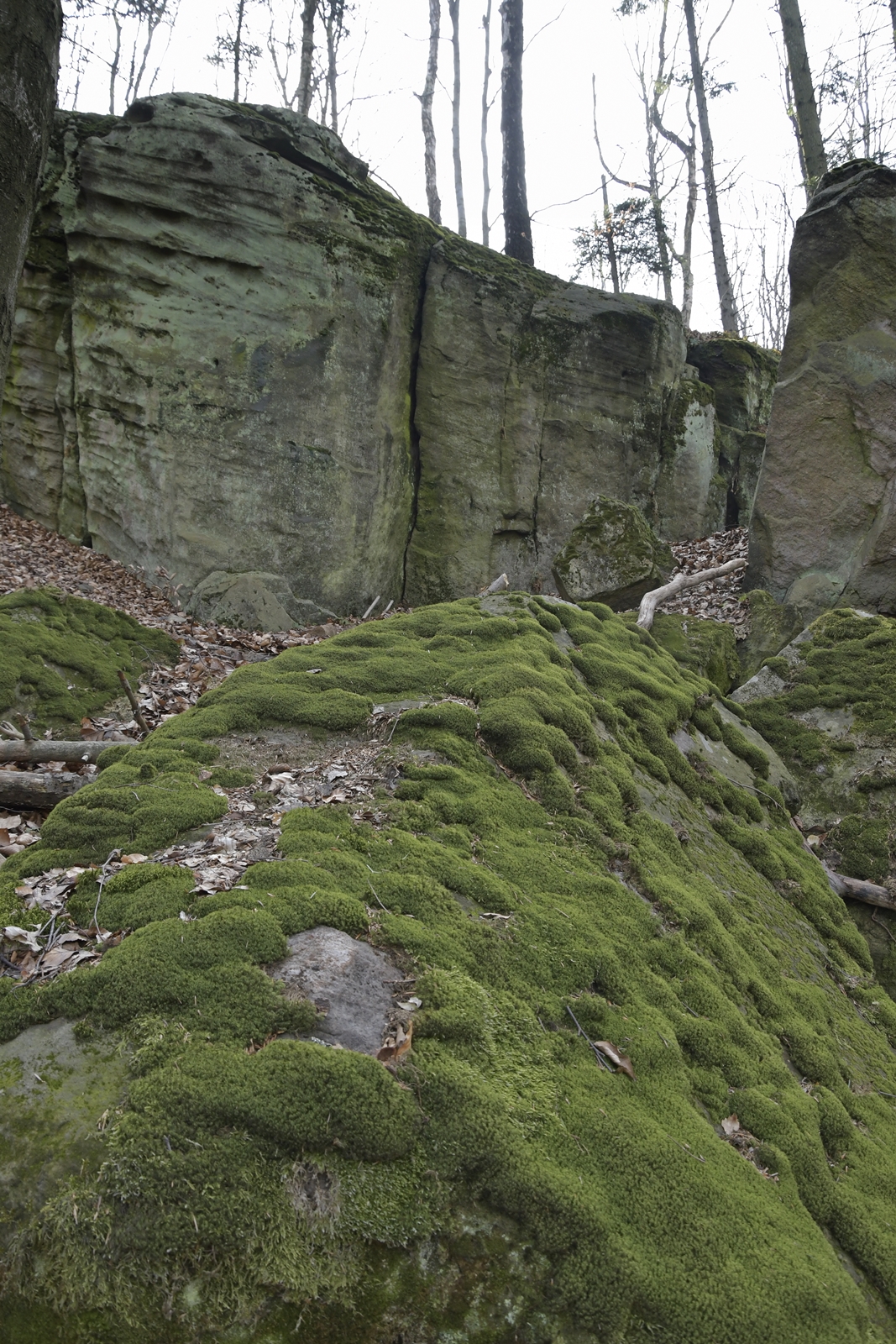 Kępki zielonego mchu przechodzą w wyższe skały pokryte drzewami.