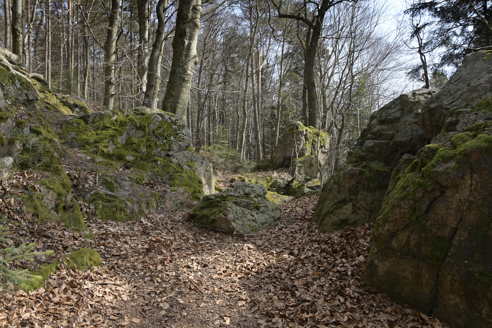 Widoczne niskie skałki w Kamieniu Michniowskim pokryte zielonymi porostami.
