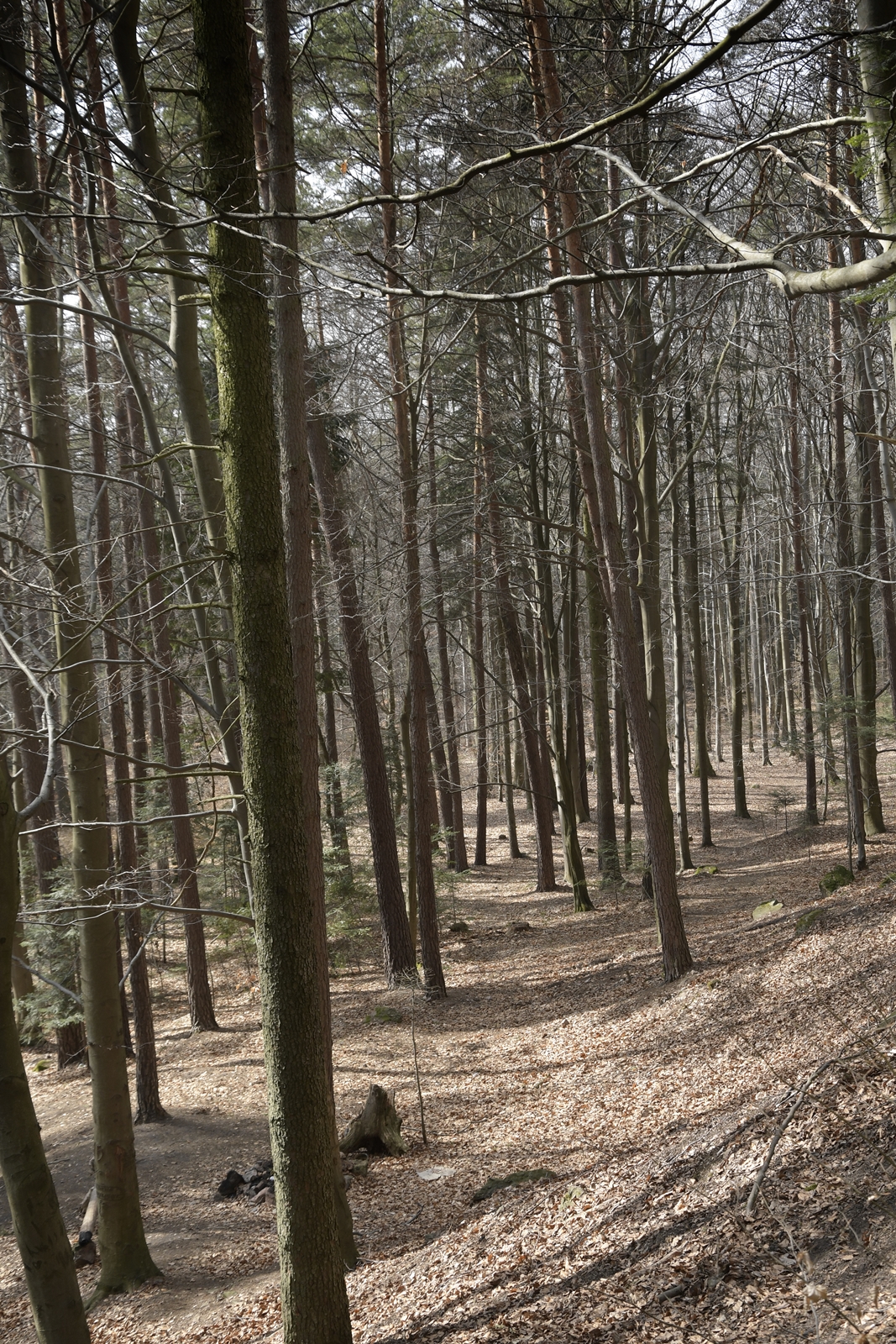 Las jest całkiem gęsty, drzewa w Kamieniu Michniowskim są strzeliste i smukłe.