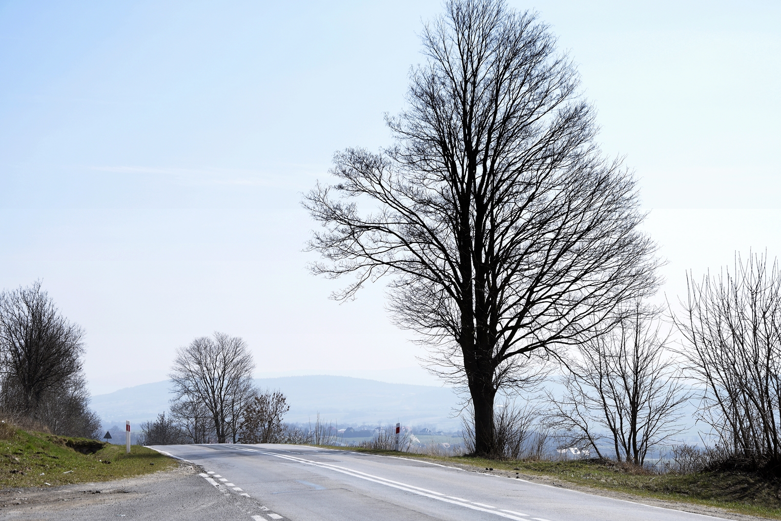 Bezlistne drzewo przy drodze szybkiego ruchu, za nim widoczne Góry Świętokrzyskie.