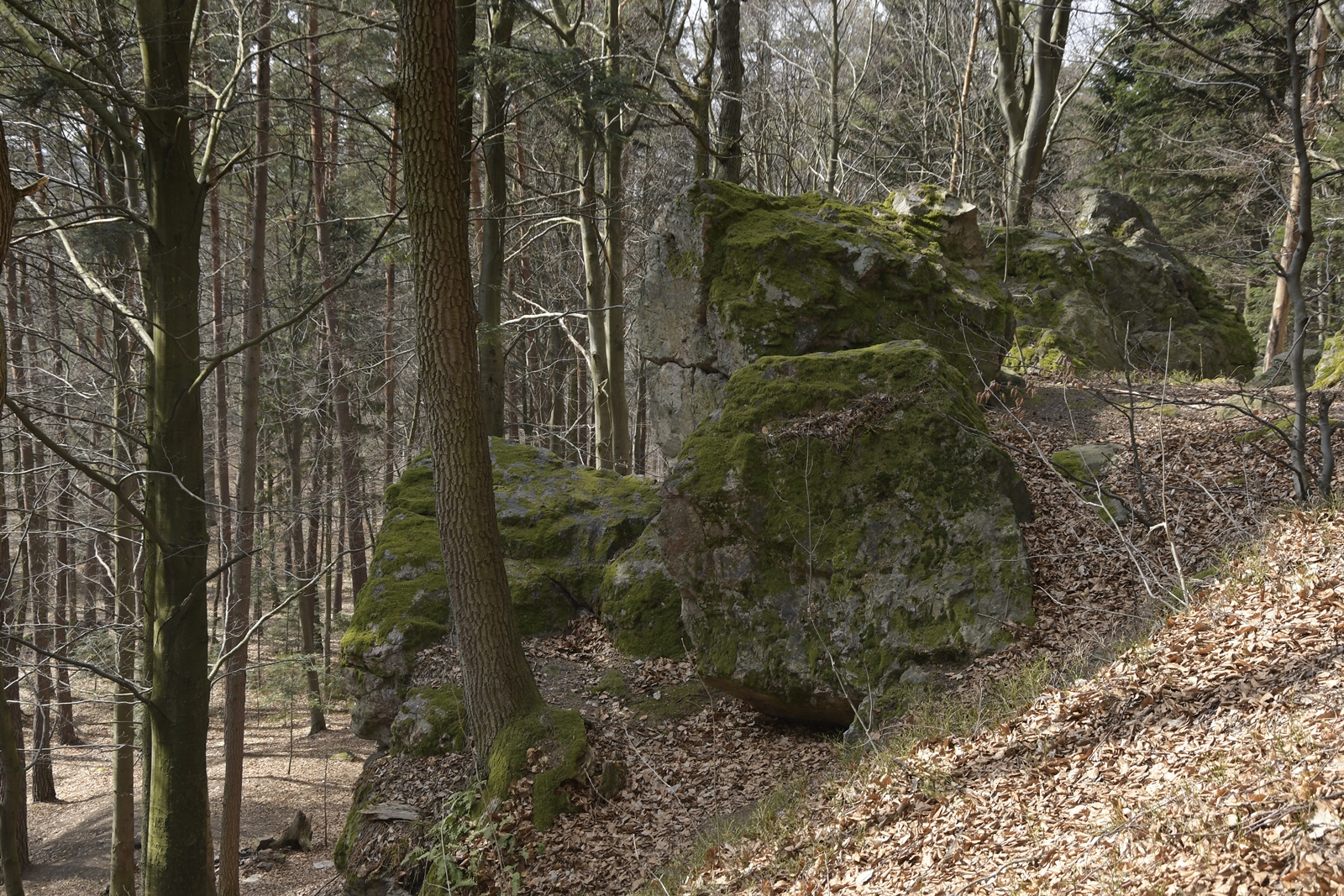 Skałki w rezerwacie Kamień Michniowski, otoczone lasem.