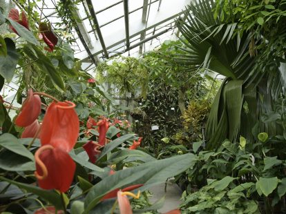 ogród botaniczny uniwersytetu jagiellońskiego