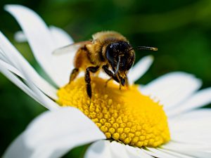 pszczoła motywatorka