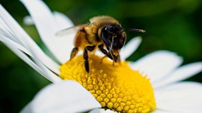 pszczoła motywatorka