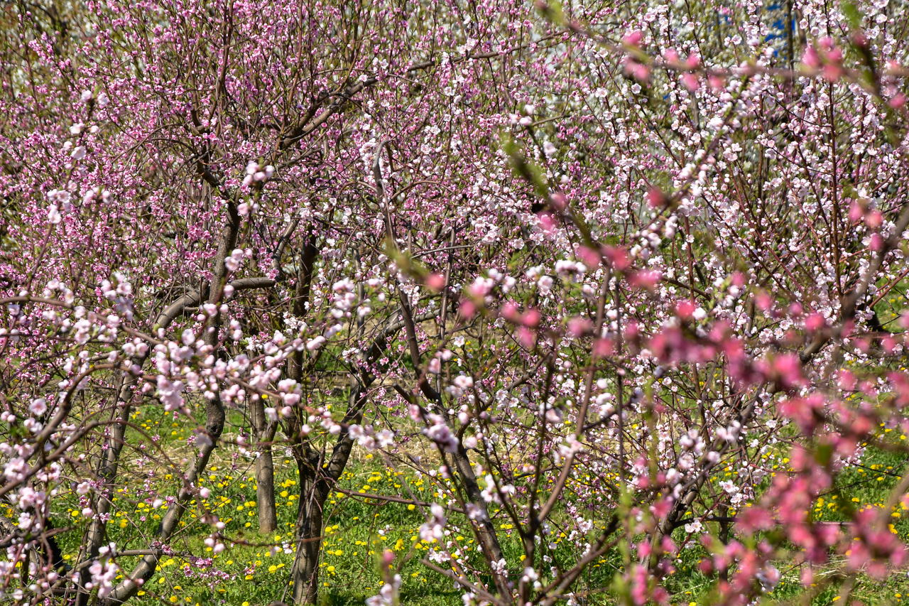 Kwitnące na różowo sady śliwkowe w Szydłowie.