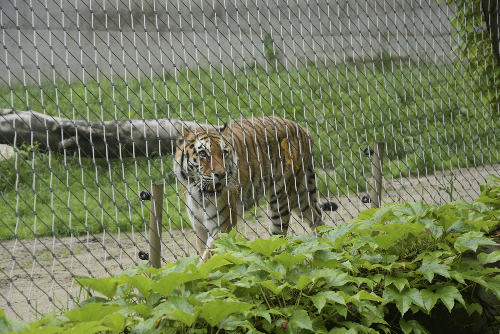 zoo w krakowie