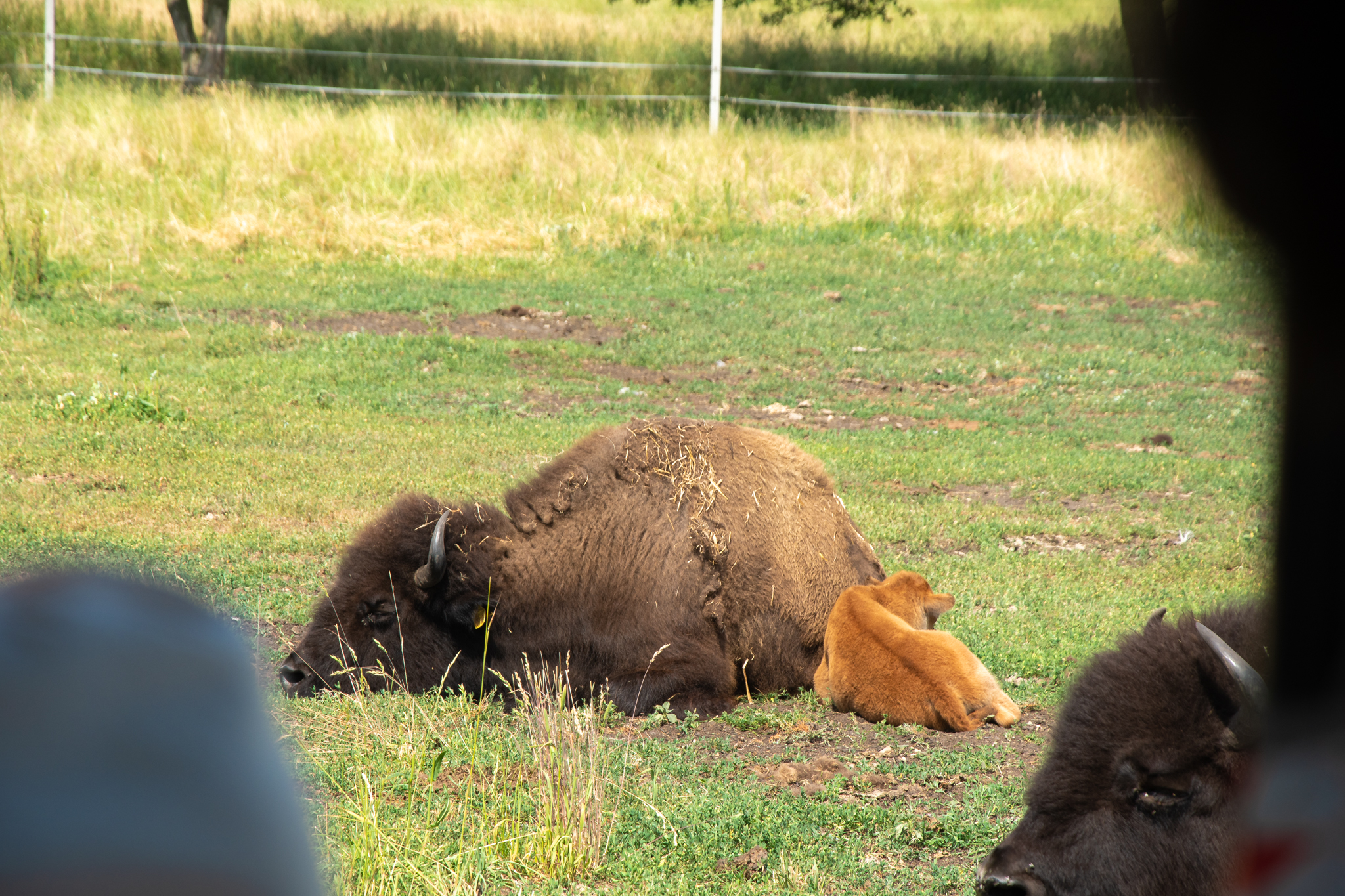 Mama-bizon z małym bizoniątkiem, leży na trawie.