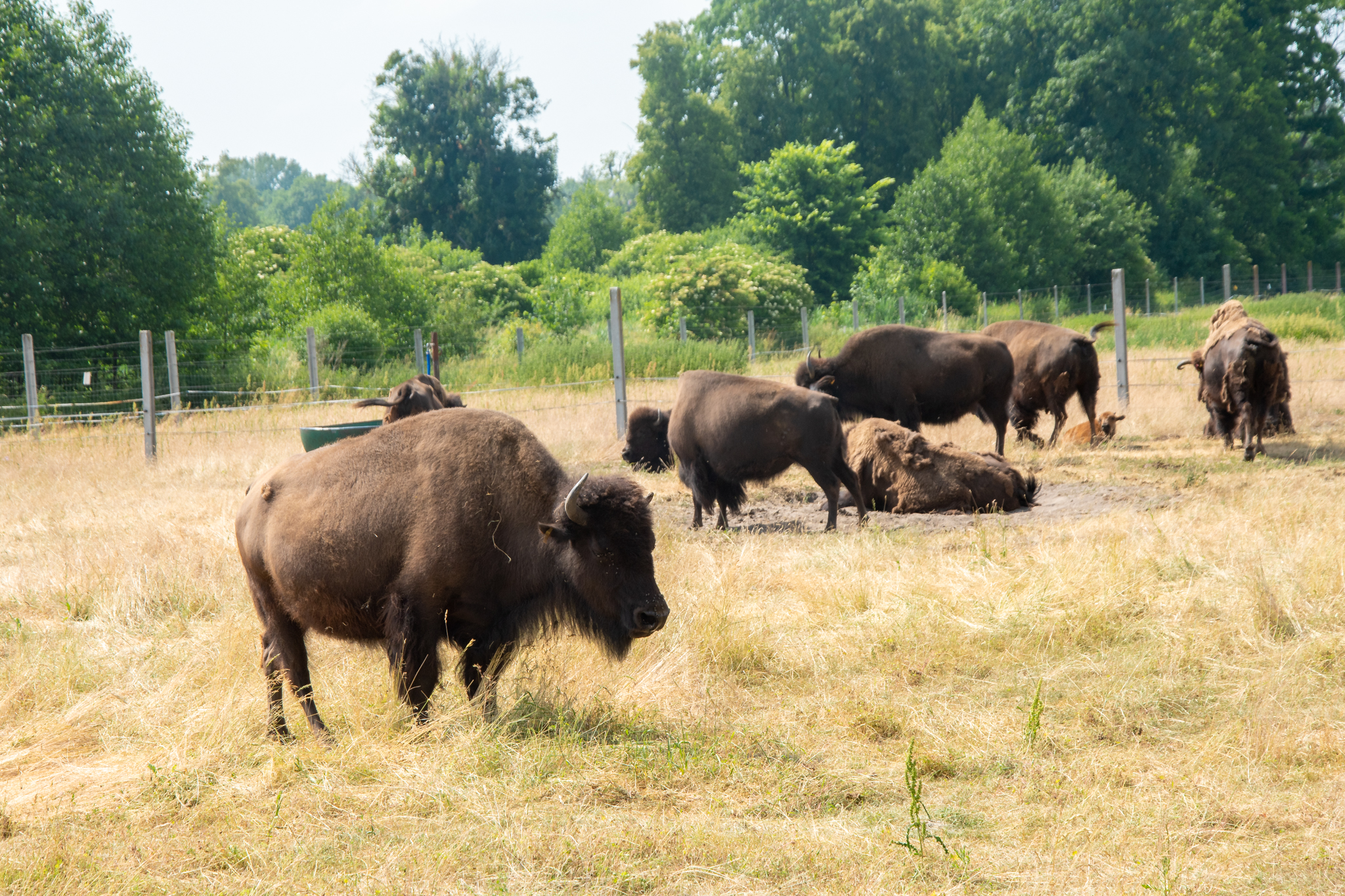 Stado bizonów pasie się na łące - są atrakcją Kurozwęk.