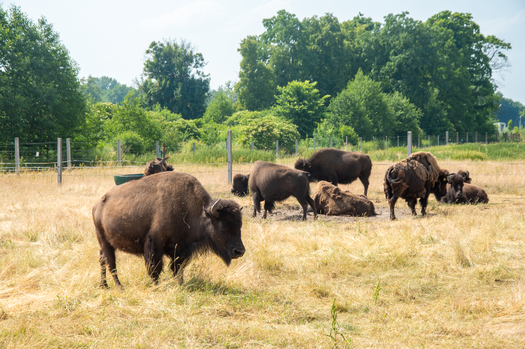 Stado bizonów pasie się na ogrodzonej łące w Kurozwękach.