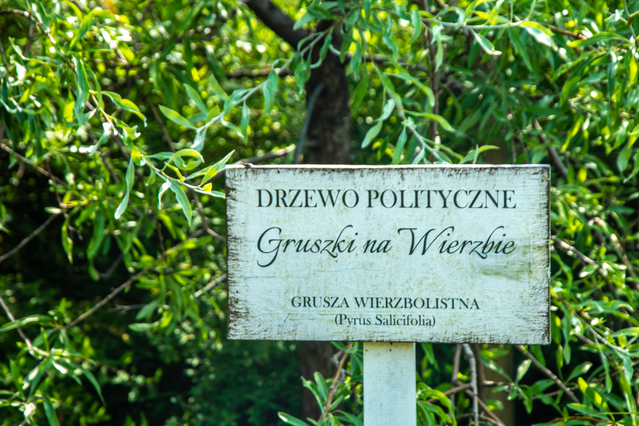 Tablica na tle gruszy, z napisem "Drzewo Polityczne Gruszki na Wierzbie".