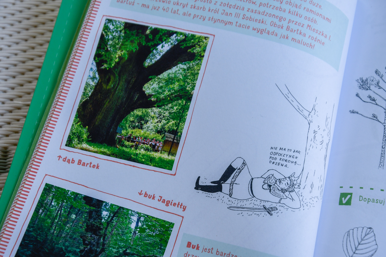 Strona Podróżownika przedstawiająca legendy Drzewa Bartka, będącą ilustracją przewodnika turystycznego dla dzieci po świętokrzyskim.