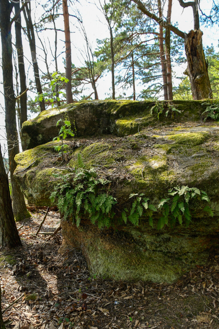 Rezerwat Przyrody Piekiełko Szkuckie wcale nie takie straszne