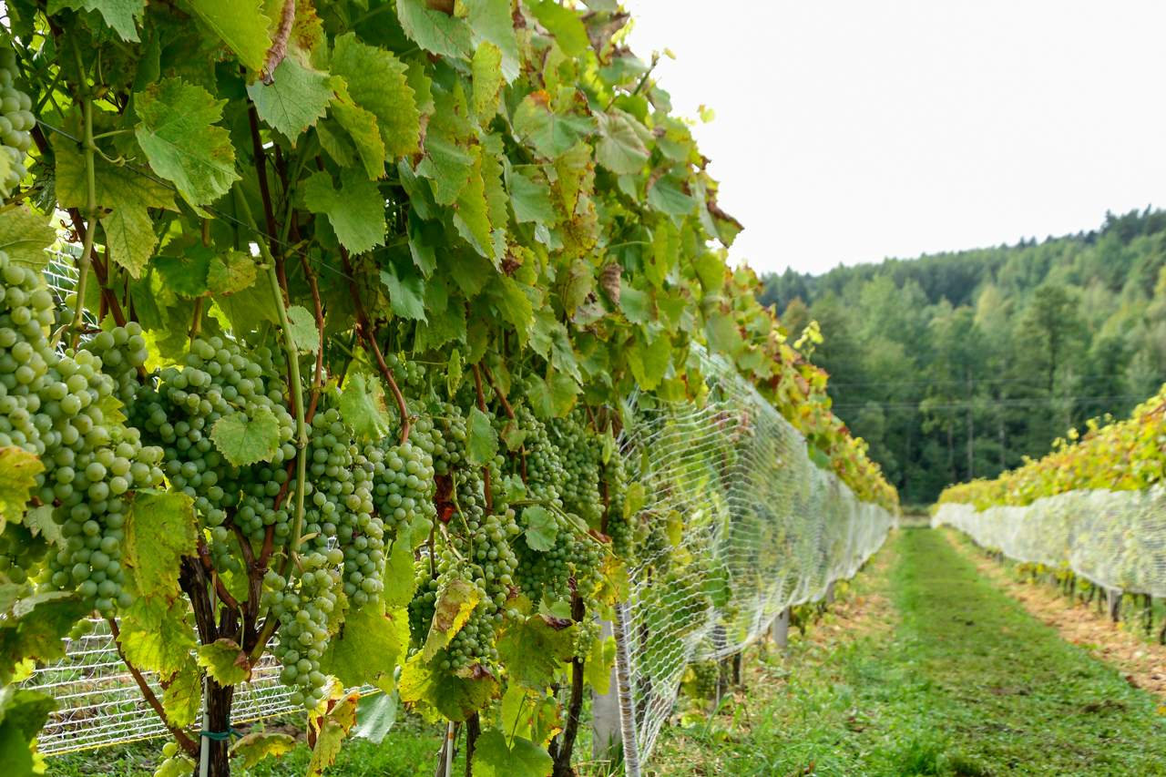 Ścieżka pomiędzy winogronami w Winnicy Milanowskiej.