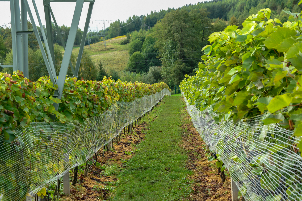 Ścieżka pomiędzy rzędami winorośli w Winnicy Milanowskiej.