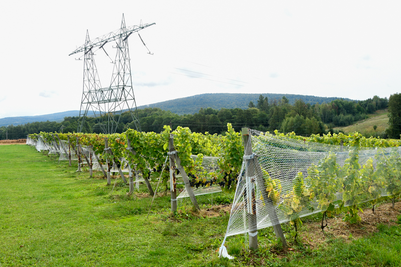 Winnica na wzgórzu - na zdjęciu rosnące "pola" winorośli.