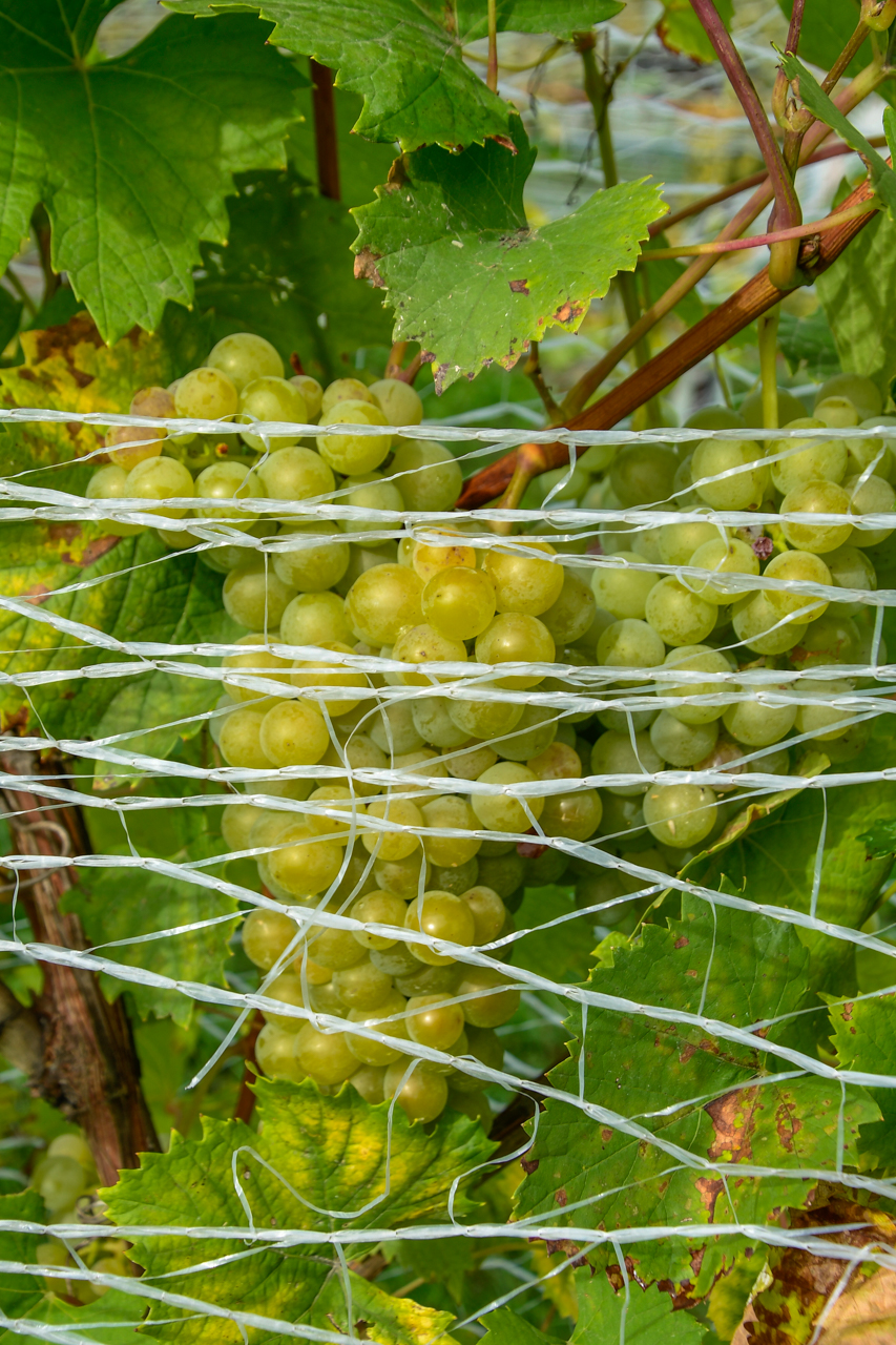 Zbliżenie na kiść winogron rosnącą w Winnicy Milanowskiej.