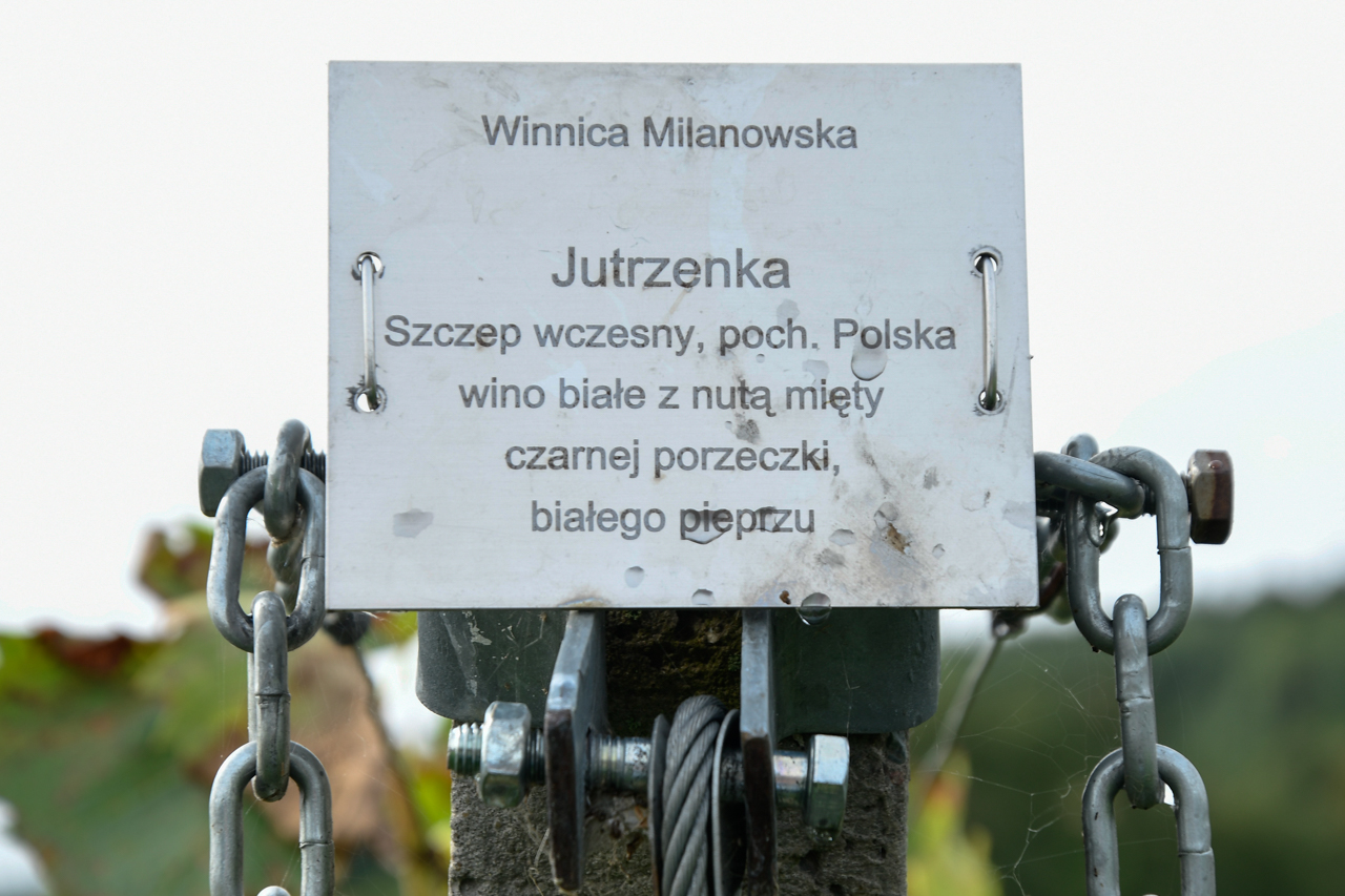 Opis w Winnicy Milanowskiej na temat odmiany winogron "Jutrzenki".