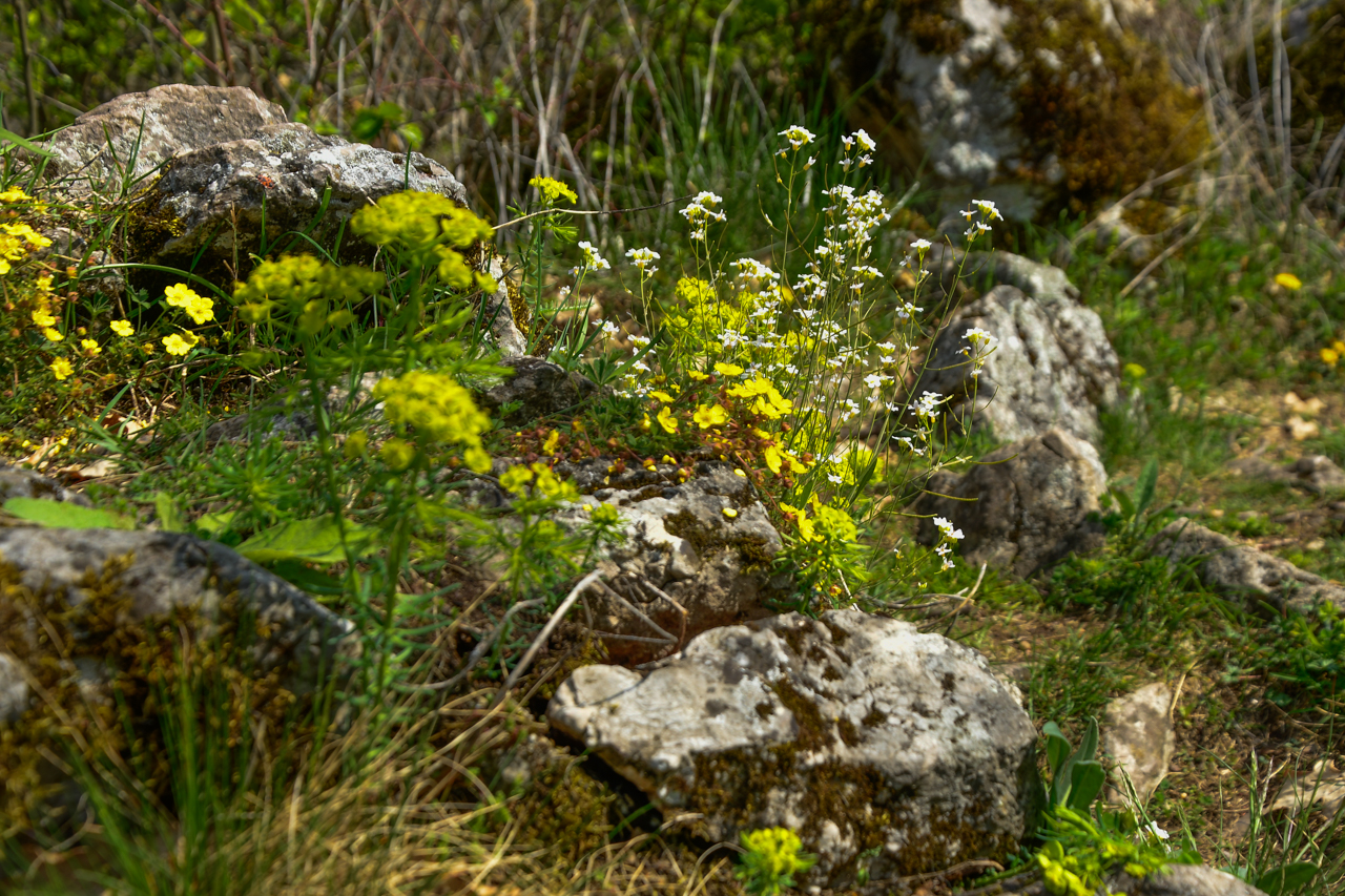 Drobne skałki na szczycie grani Góry Zelejowej porastające roślinami kserotermicznymi.