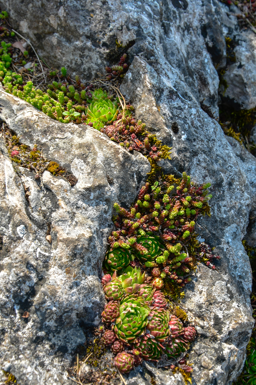 Wapienna skała pokryta kserotermicznymi roślinami, w tym rojnikami.