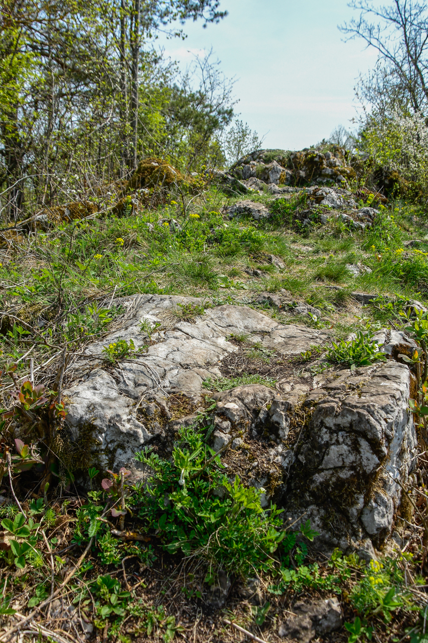 Wapienna skała na szczycie Góry Zelejowej porastająca poziomkami.