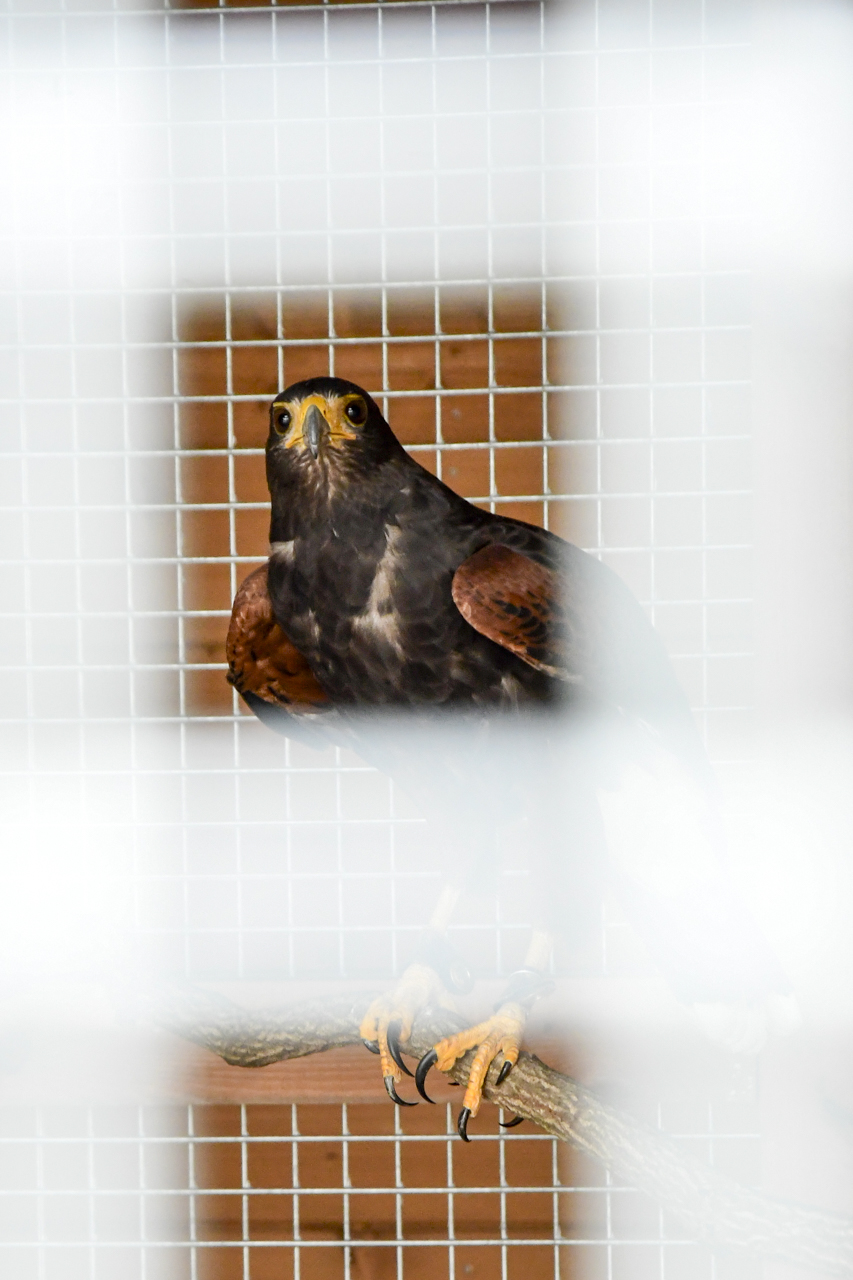 Jastrząb siedzący na żerdzi w wolierze dla ptaków w Ośrodku Edukacji Przyrodniczej w Umianowicach.
