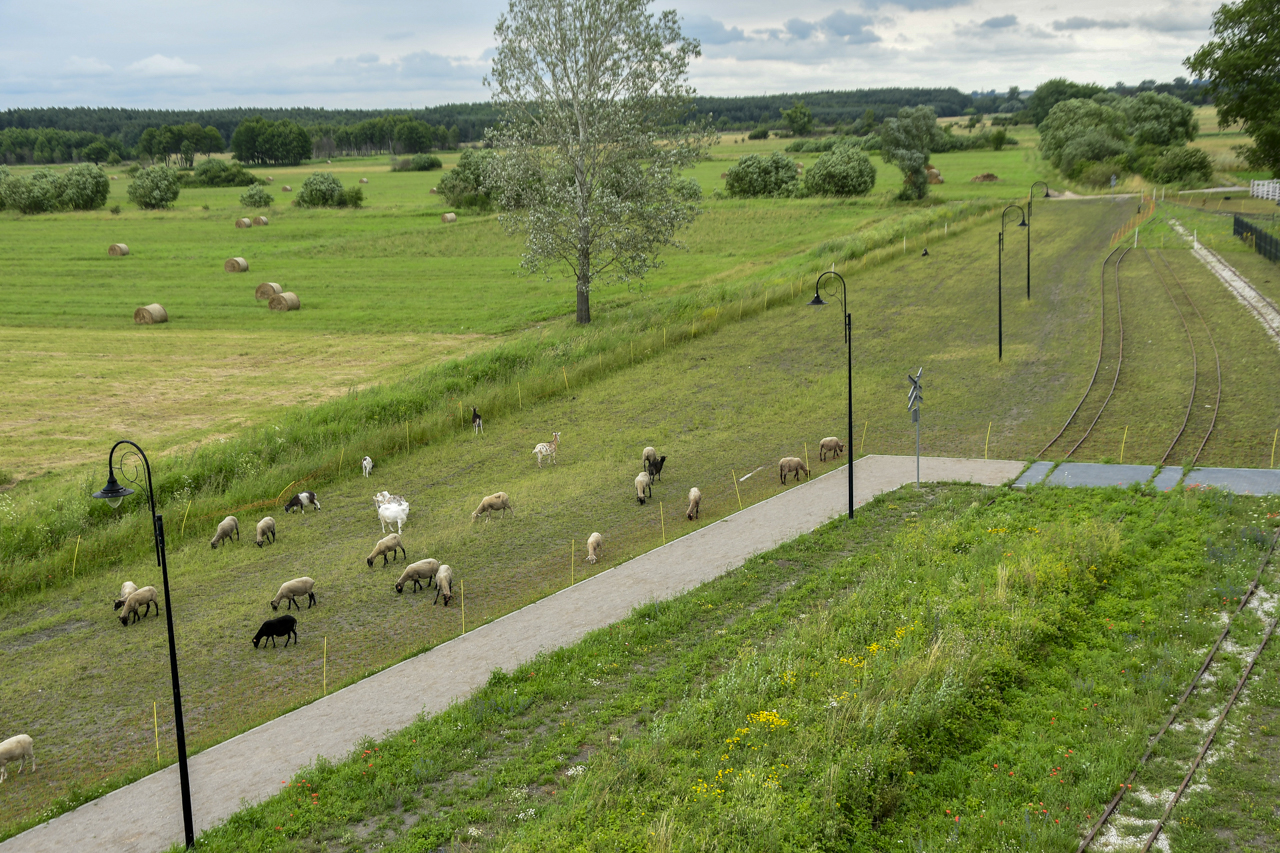 Widok z wieży ciśnień na pole i pasące się zwierzęta w Ośrodku Edukacji Przyrodniczej w Umianowicach.