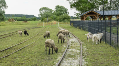 Owce i kozy pasące się na nieczynnych torach w Ośrodku Edukacji Przyrodniczej w Umianowicach.