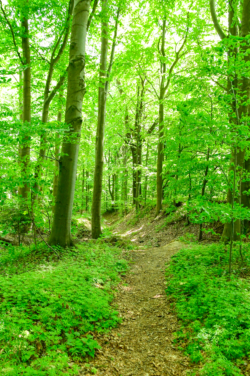 Leśna ścieżka w Rezerwacie Przyrody Barania Góra.