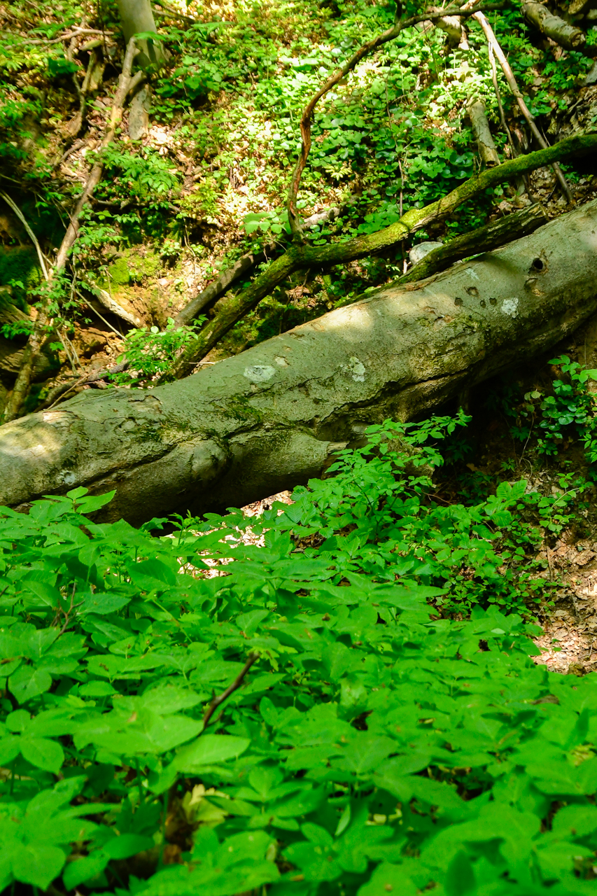 Przewrócone drzewo i niskie rośliny w Rezerwacie Przyrody Barania Góra.