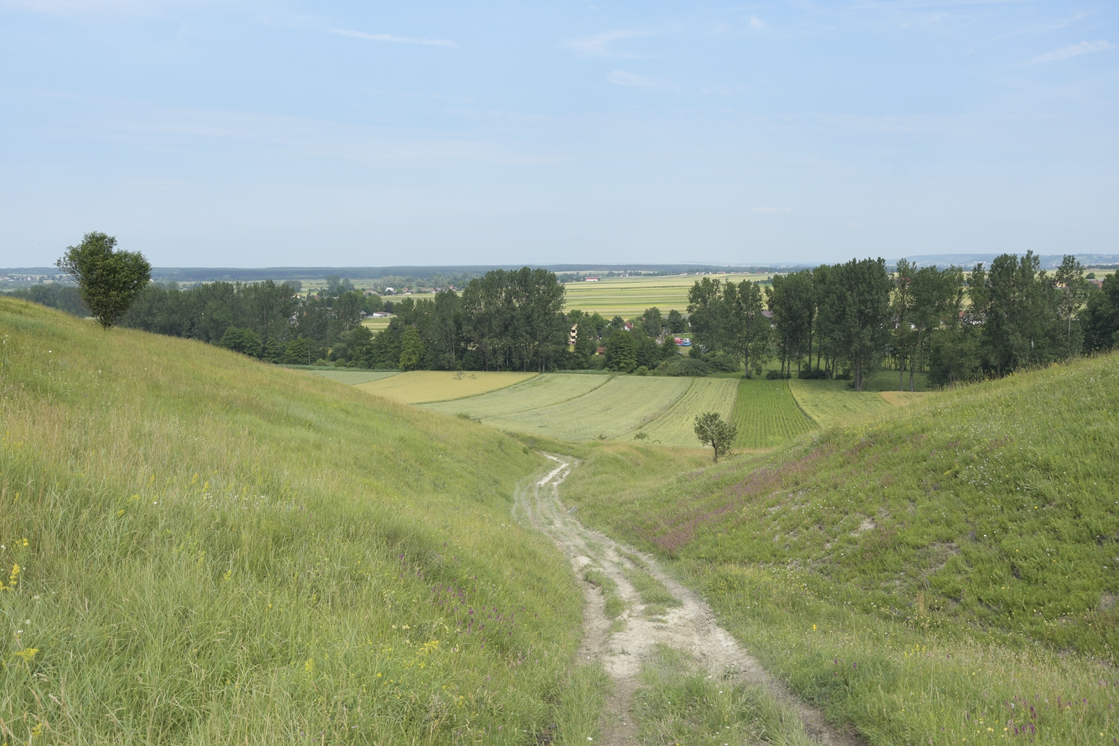 Ścieżka polna wokół świętokrzyskiego rezerwatu przyrody Krzyżanowice.
