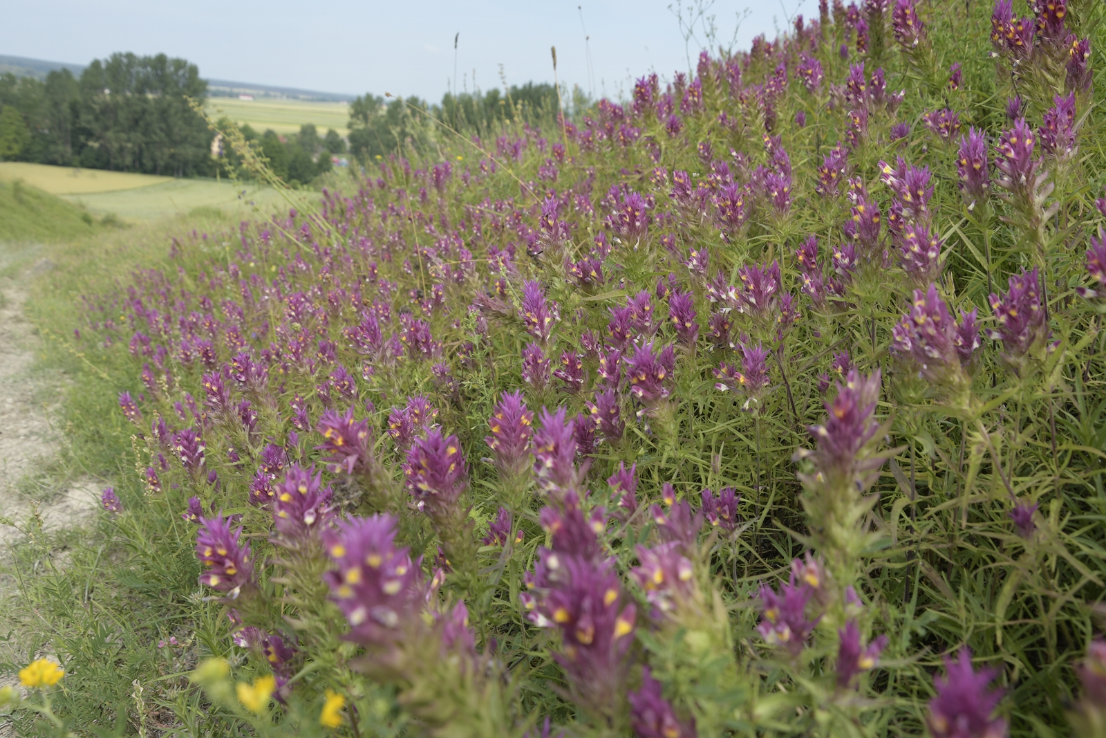 Kwiaty na łące w rezerwacie przyrody Krzyżanowice.