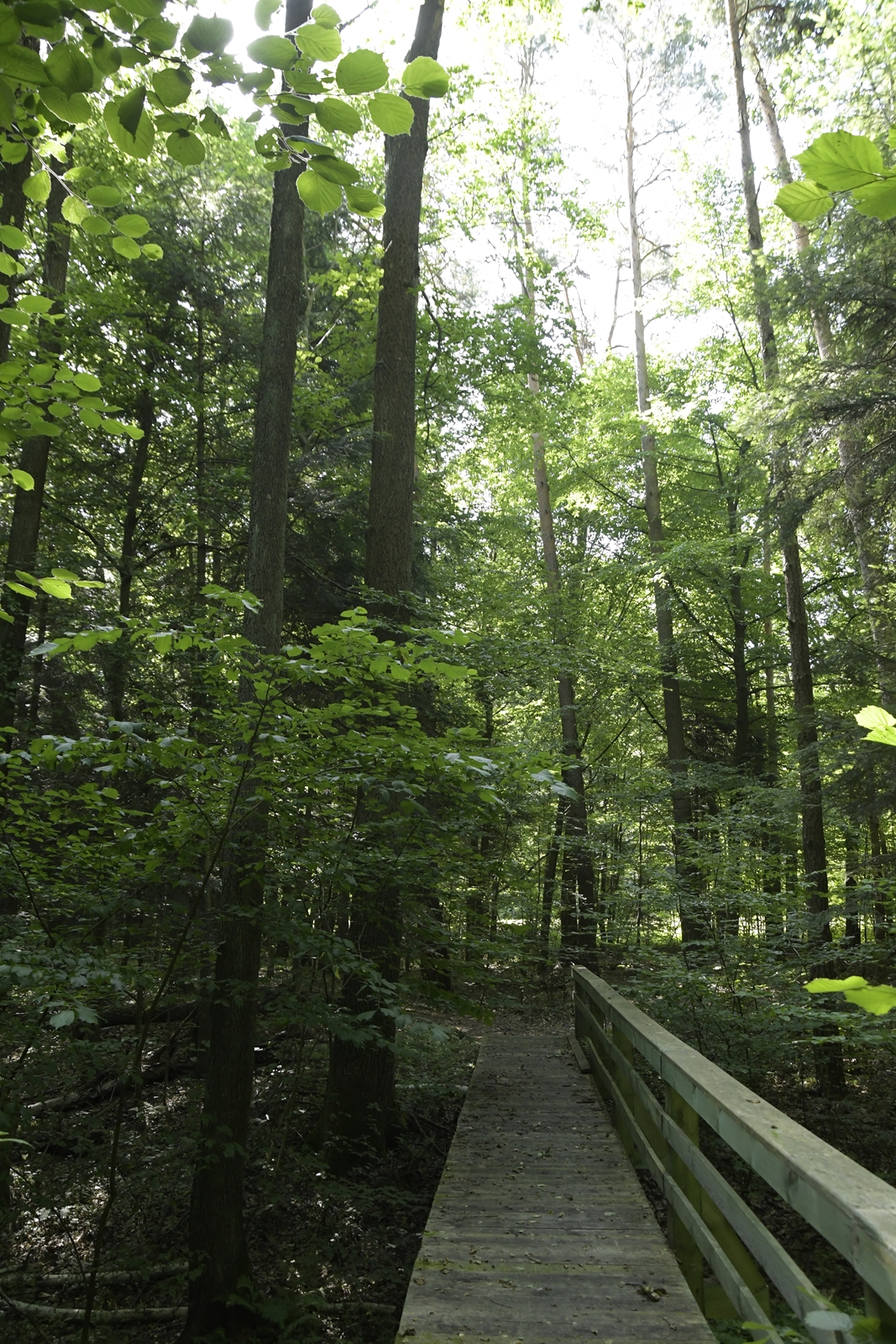 Drewniany mostek w świętokrzyskim rezerwacie przyrody Rosochacz.