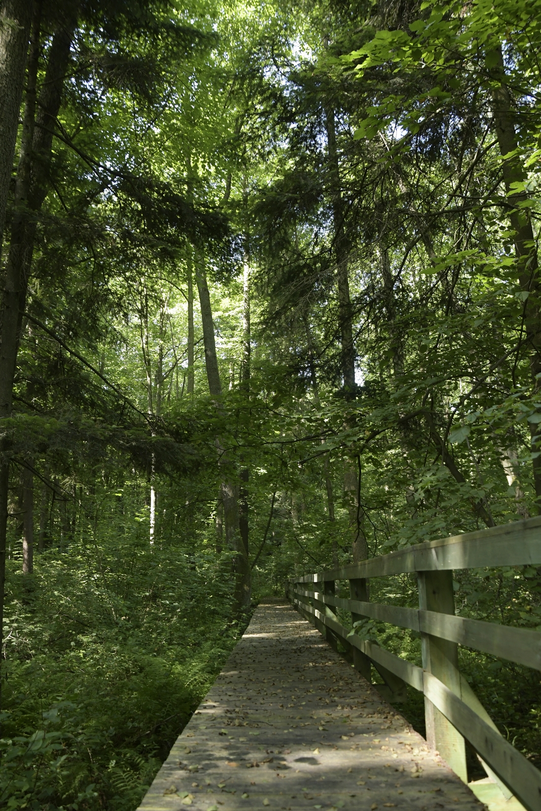 Drewniana kładka otoczona drzewami w rezerwacie przyrody Rosochacz.