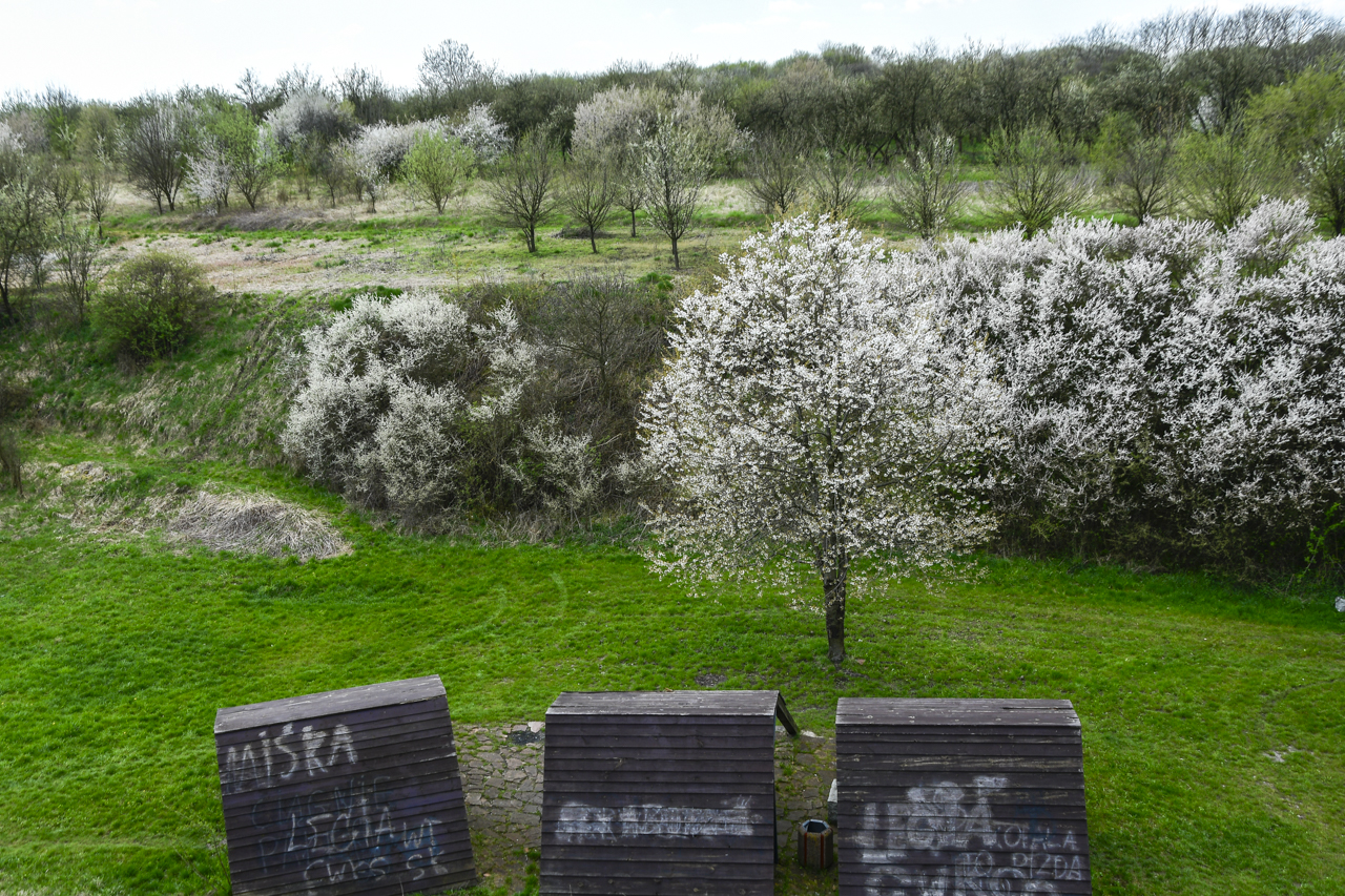 Kwitnące drzewa w rezerwacie przyrody Zimne Wody.