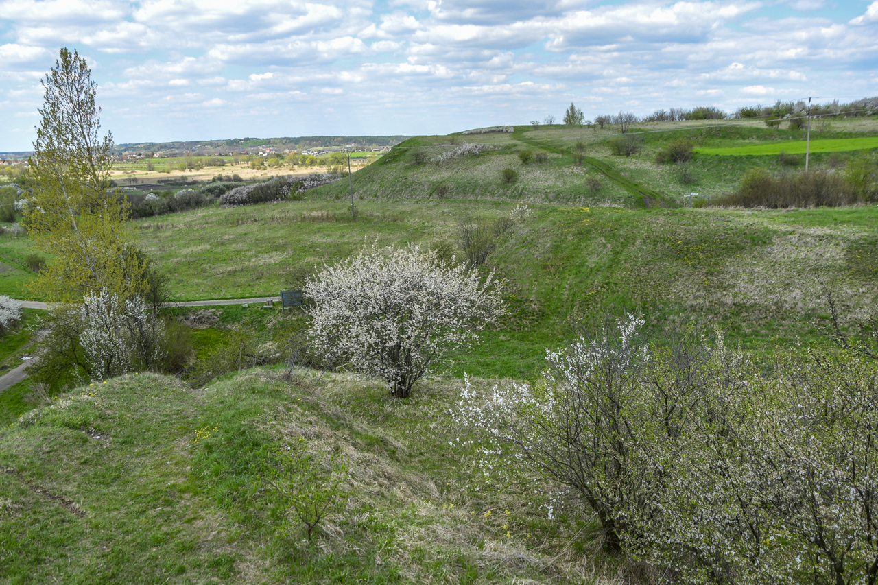 Kwitnące drzewa na wzniesieniach świętokrzyskiego rezerwatu przyrody Zimne Wody.