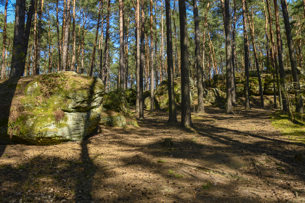 Świętokrzyski rezerwat przyrody Skały w Krynkach - głazy w lesie.